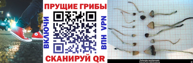продажа наркотиков  Петухово  Псилоцибиновые грибы Psilocybe 